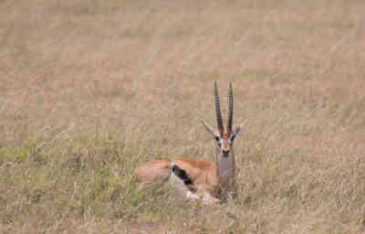 📷 Gazelle