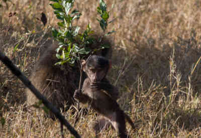 📷 Young Monkey chewing on a tree