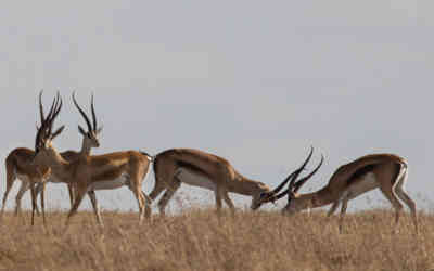 📷 Antelopes fighting