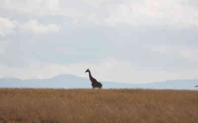 📷 Giraffe on the horizon