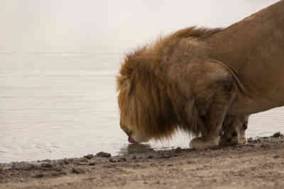 📷 A lion taking a sip of water