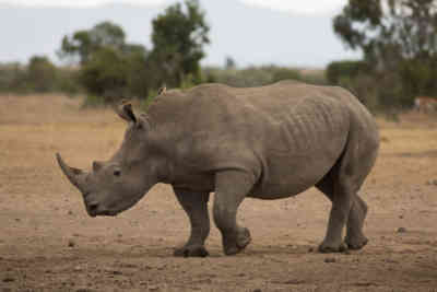 📷 Rhino
