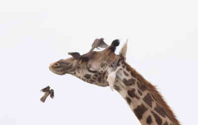 📷 Giraffe with birds