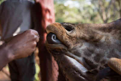 📷 Feeding Giraffes