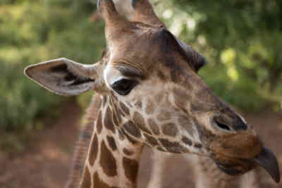 📷 Giraffe up close