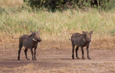 📷 Warthog cubs