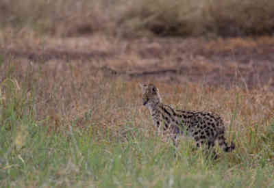 📷 Serval Cat