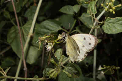 📷 Butterfly