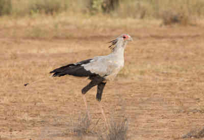 📷 Secretarybird