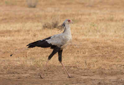 📷 Secretarybird