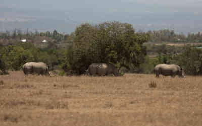 📷 Porini Rhino Camp