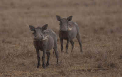 📷 Warthog cubs