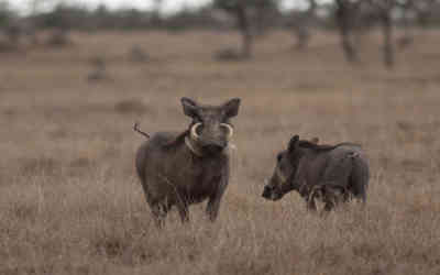 📷 Warthogs