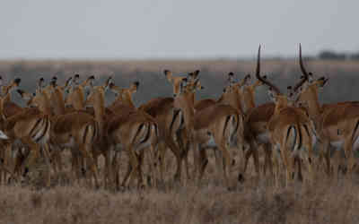 📷 Antelope herd