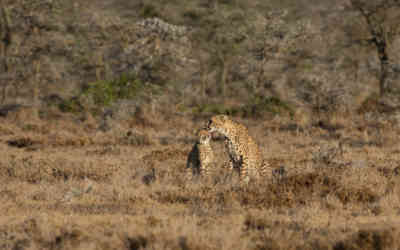 📷 Cheetahs: A mother and her cub