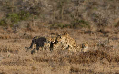 📷 Cheetah family