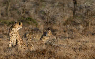 📷 Cheetah vs tree