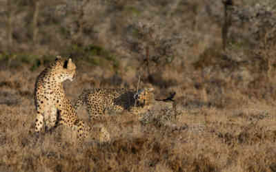 📷 Cheetah vs tree