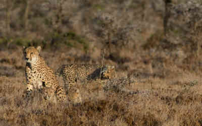 📷 Cheetah vs tree