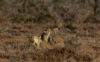 📷 Cheetah family