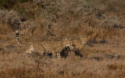 📷 Cheetah cubs