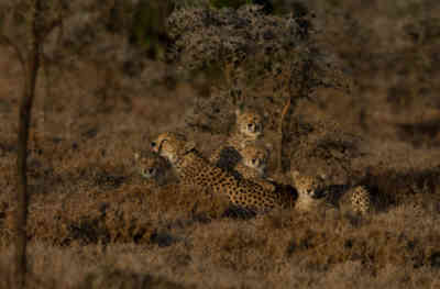 📷 Cheetah family