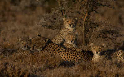 📷 Cheetah family