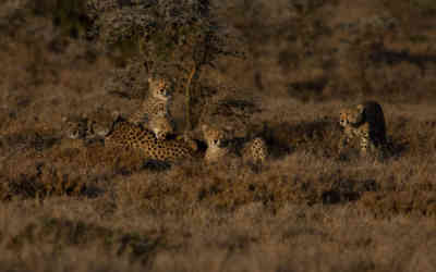 📷 Cheetah family