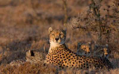 📷 Cheetah family