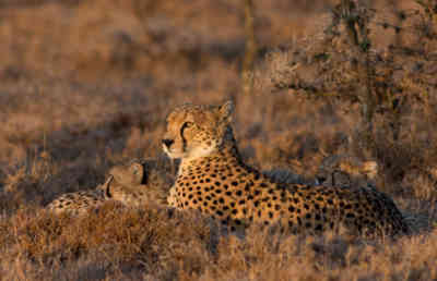 📷 Cheetah family