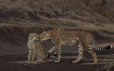 📷 A Cheetah and her cub