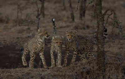 📷 Cheetah cubs