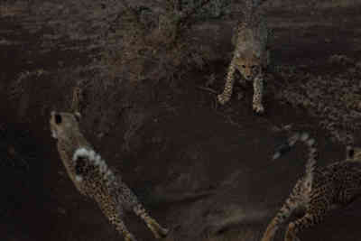 📷 Cheetah cubs