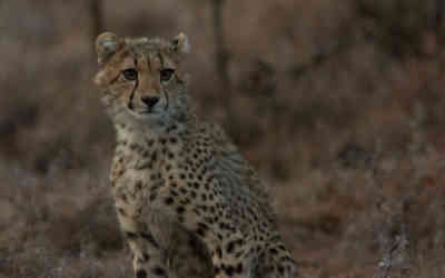 📷 Cheetah cub