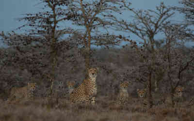 📷 Cheetah family