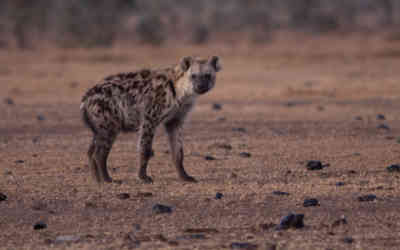 📷 Hyena