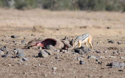 📷 A jackal eating a warthog