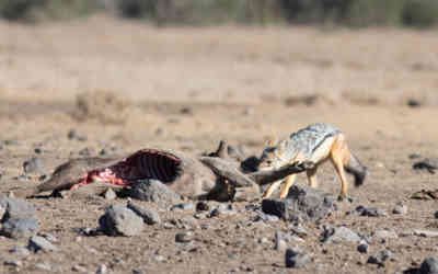 📷 A jackal eating a warthog