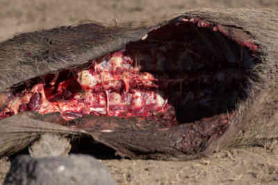 📷 the inside of a dead warthog