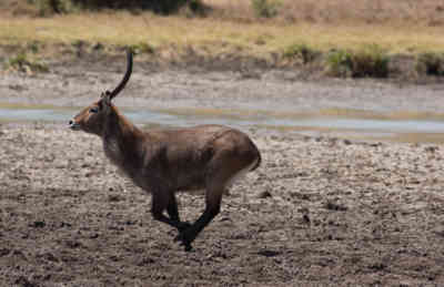 📷 Running antelope