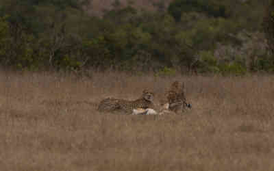 📷 Cheetah lunchtime