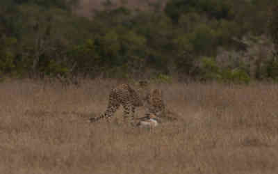 📷 Cheetah lunchtime