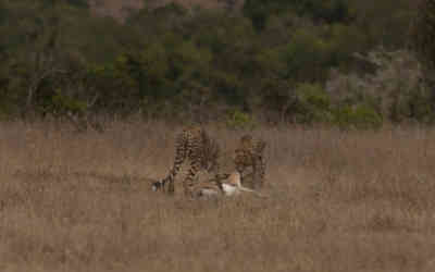 📷 Cheetah lunchtime