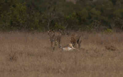 📷 Cheetah lunchtime