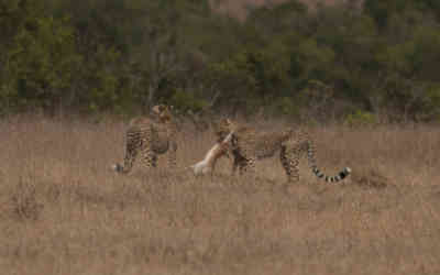 📷 Cheetah lunchtime