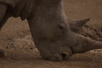 📷 Rhino up close