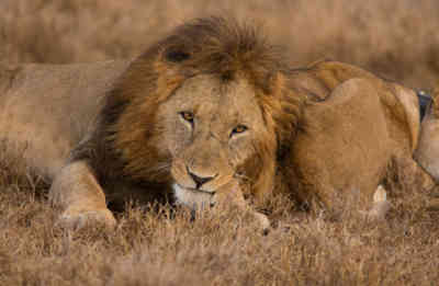 📷 Resting lions