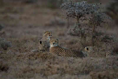 📷 Cheetahs