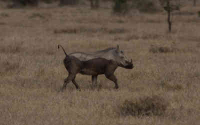 📷 Muddy/Wet Warthog