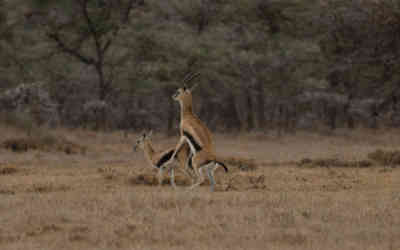 📷 Antelope mating